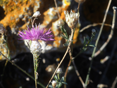 Centaurea sarandinakiae