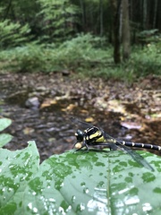 Sieboldius alexanderi