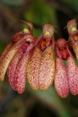 Bulbophyllum pulchellum