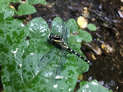 Sieboldius alexanderi