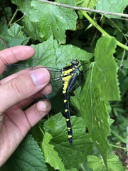 Sieboldius alexanderi