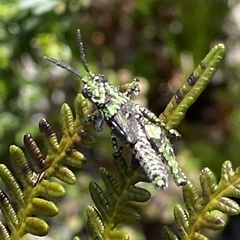 Cirphula pyrrhocnemis