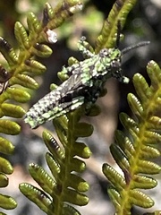 Cirphula pyrrhocnemis