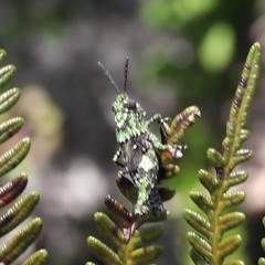 Cirphula pyrrhocnemis