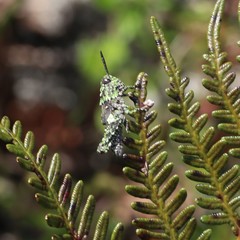 Cirphula pyrrhocnemis