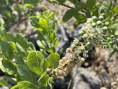 Stegnosperma halimifolium