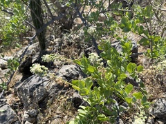 Stegnosperma halimifolium