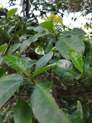 Psychotria capensis