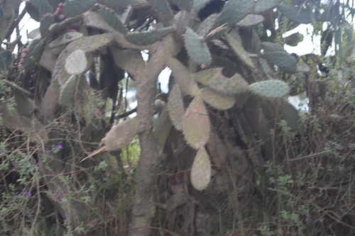 Image of Opuntia elatior by (c) Steven Bodzin, some rights reserved (CC BY)