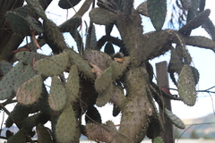 Opuntia elatior