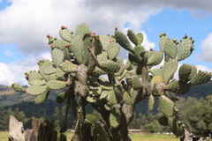 Opuntia elatior