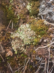 Riccia spongiosula
