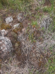 Riccia spongiosula