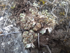 Riccia spongiosula