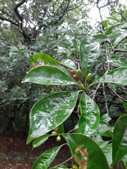 Osmanthus matsumuranus