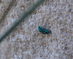 Chrysis conica