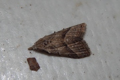 Eublemma trigramma