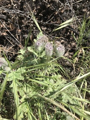 Phacelia hubbyi
