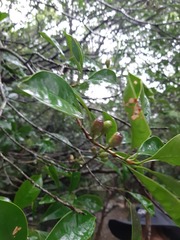 Osmanthus matsumuranus
