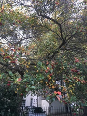 Aria edulis