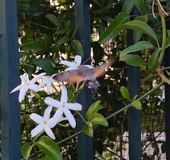 Macroglossum stellatarum