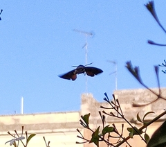 Macroglossum stellatarum