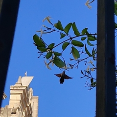 Macroglossum stellatarum