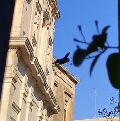 Macroglossum stellatarum