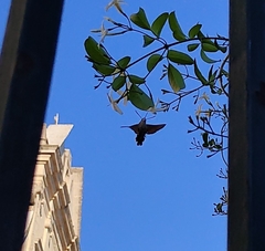 Macroglossum stellatarum