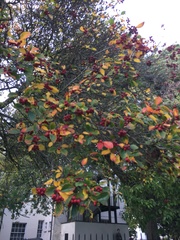 Aria edulis