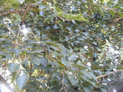 Holoptelea integrifolia