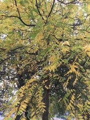 Juglans nigra