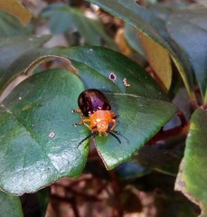 Lamprolina simillima