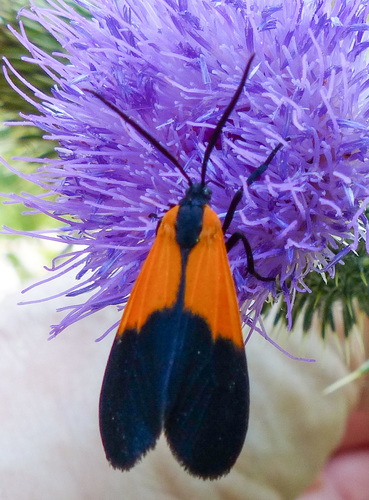 Black-and-yellow Lichen Moth photo 5