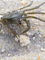 Hymenosomatidae