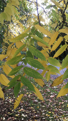 Juglans nigra