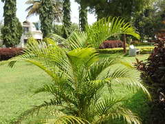 Dypsis lutescens