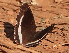 Eurytela hiarbas lita