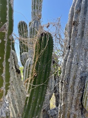 Pachycereus