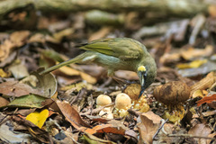Meliphaga notata mixta