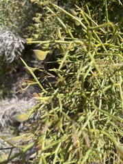 Daviesia brevifolia