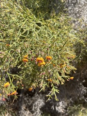 Daviesia brevifolia