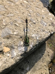 Nihonogomphus