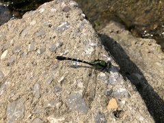 Nihonogomphus