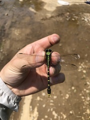 Nihonogomphus