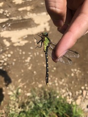 Nihonogomphus