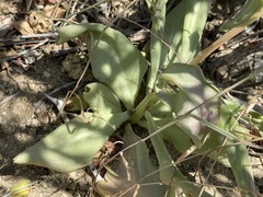 Talinum sonorae