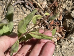 Talinum sonorae