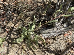 Talinum sonorae