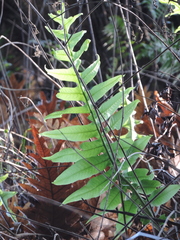 Drynaria volkensii